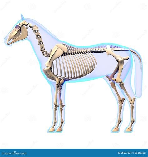 Esqueleto Axial Cavalo