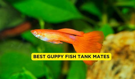 10 Best Guppy Fish Tank Mates 2024 With Pictures Fishtrivia