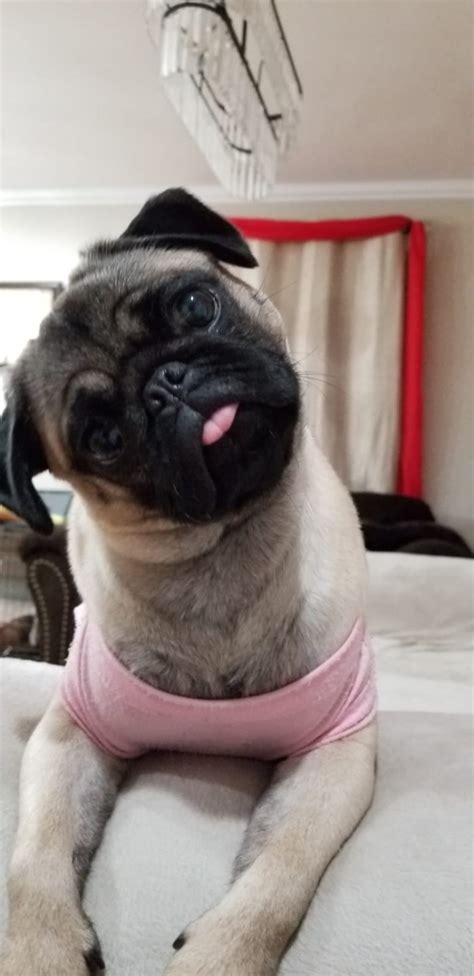 Charming and clever pugs were once chinese emperors' mischievous and devoted companions. Pug Puppies For Sale | New Milford, NJ #311631 | Petzlover