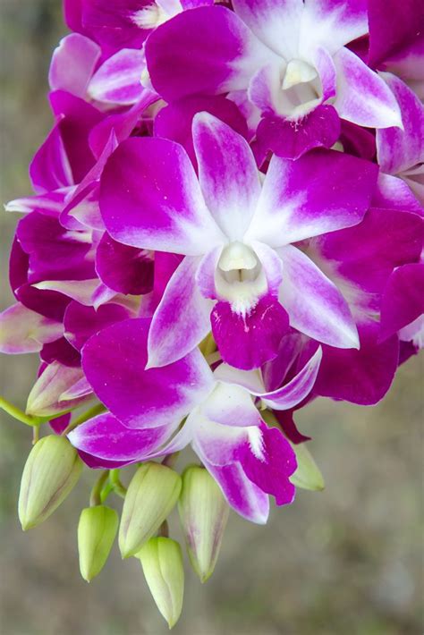 Dendrobium Orchid Supplies Orchids Orchid Varieties
