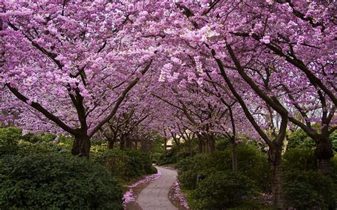 Trees Nature Cherry Blossom Path Flowers Wallpapers Hd