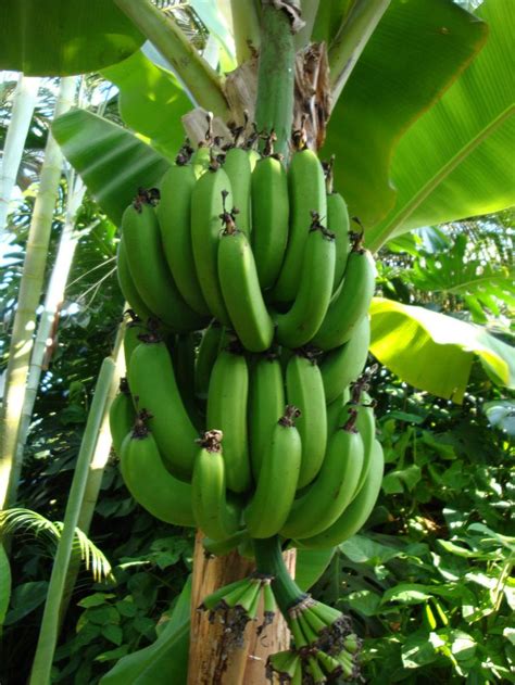 Banana plants take around nine months to grow up and produce banana tree fruit, and then once the bananas have been harvested, the plant dies. bananas에 있는 핀