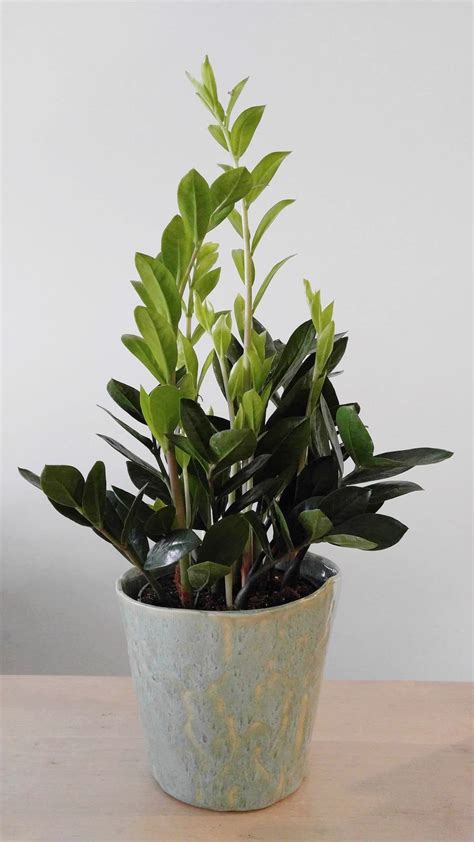 While all cacti are succulents, not all succulents are cacti. 8 Great Low Light House Plants — The Zen Succulent ...