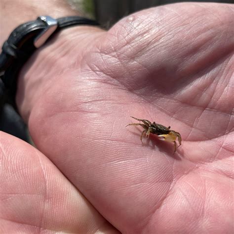 Baby Fidler Crab - NJ Wetlands : r/wildlifephotography