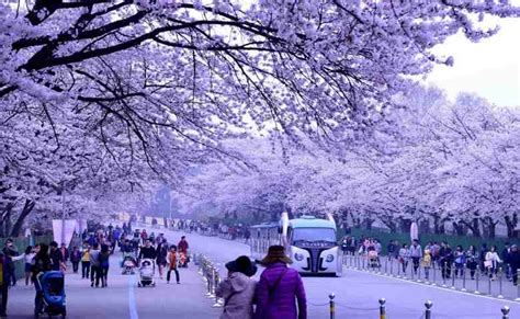 Cek daftar taman bunga terindah di dunia yang futuready kumpulkan! 10 Tempat Wisata Alam di Korea yang Paling Indah