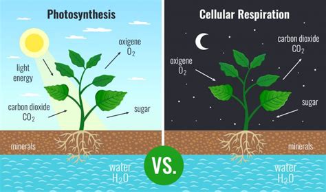 Maybe you would like to learn more about one of these? Plant Metabolism - Biology Online Tutorial