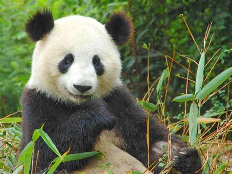 Giant Panda Panda Bear Endangered Animals Giant Panda