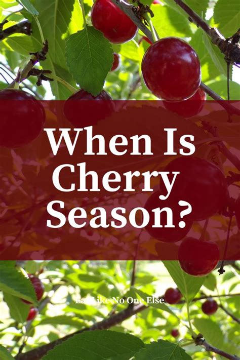 When Does Cherry Season Begin And End Eat Like No One Else Cherry Season Cherry Fruit