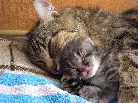 Mom Cat With Kitten By Ladyfromnightmare On Deviantart