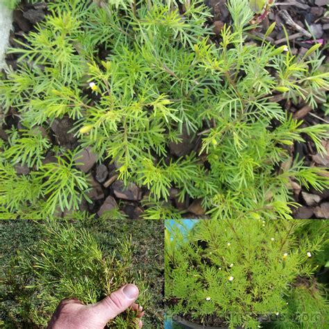 Also anise tastes like licorice (or rather a wide variety of spices taste like anise, including licorice, fennel, star anise, aniseed, etc). Liquorice Herb Hierbe de Anise Sweet Irish Lace Tagetes ...