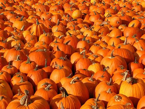 100 Pumpkin Patch Backgrounds