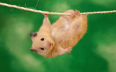 Funny Hamster Wallpapers Funny Hamsters Hamster Wallpaper Animals