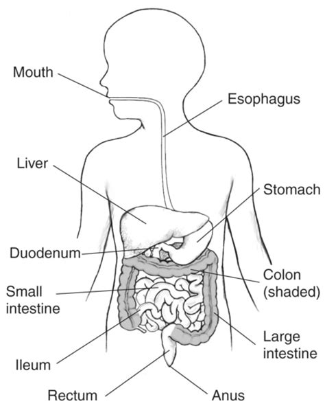 Gi Tract With Labels For The Mouth Esophagus Stomach Liver Small