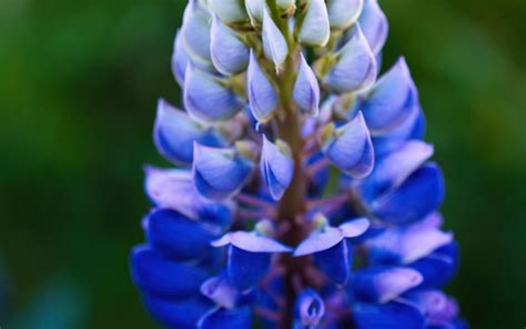 Download Wallpaper 3840x2400 Lupine Inflorescence Macro Flower Blue