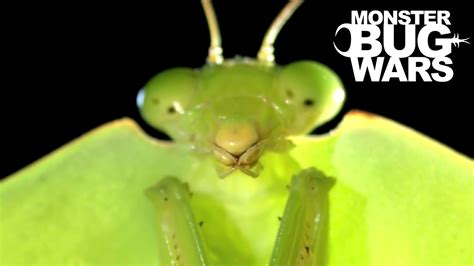 Brazilian Wandering Spider Vs Hooded Mantis Monster Bug Wars