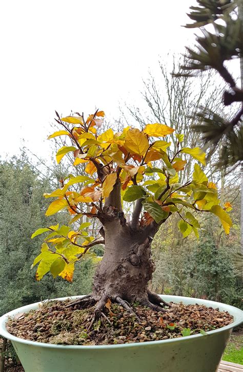 European Beech Bonsai Nut