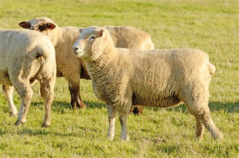 Dorset Sheep Breed Information Uses And Care Tips Animascorp