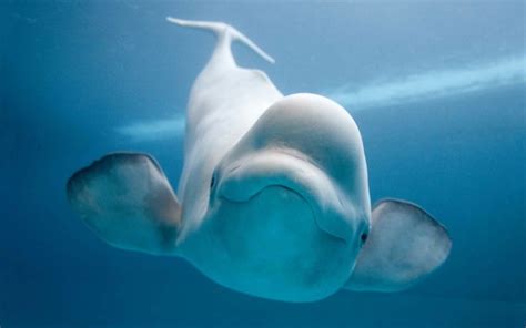 귀여운 흰돌고래 벨루가 네이버 블로그