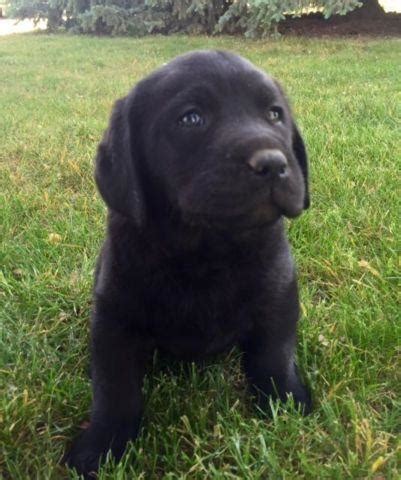 Puppyfinder.com is your source for finding an ideal puppy for sale in usa. AKC Black Lab Puppies for Sale in Medford, Oregon ...