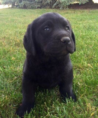 We have 5 beautiful fox red/ yellow, 6 black and 4 white labrador retriever. AKC Black Lab Puppies for Sale in Medford, Oregon ...