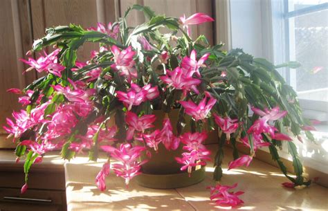 To fix it, water more frequently (but take care to avoid overwatering, too. Christmas Cactus / Thanksgiving Cactus (Schlumbergera ...