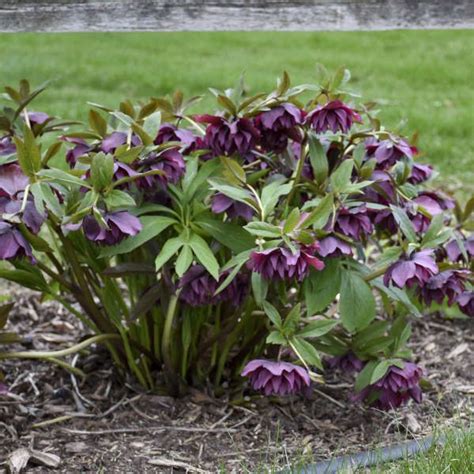Drought resistant perennials thrive with less water. Photo Essay | Deer and Rabbit Resistant Perennials ...