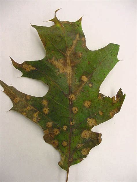 15 Common Oak Tree Diseases in Ohio  Dengarden