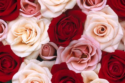 Red Pink Rose Flower Images Best Flower Site