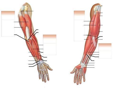 Muscles Of Upper Limb Unlabeled Arm Muscle Anatomy Ar