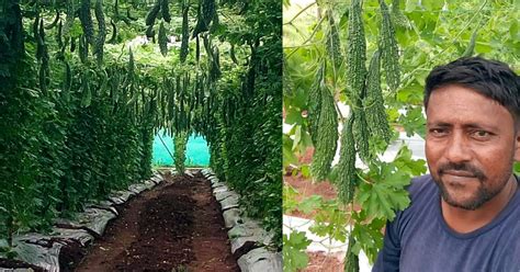 Growing bitter melon or bitter gourd (goya, squash, momordica charantia). Farmer Grows 50 Tonnes of Bitter Gourd; Now Earns in Lakhs ...