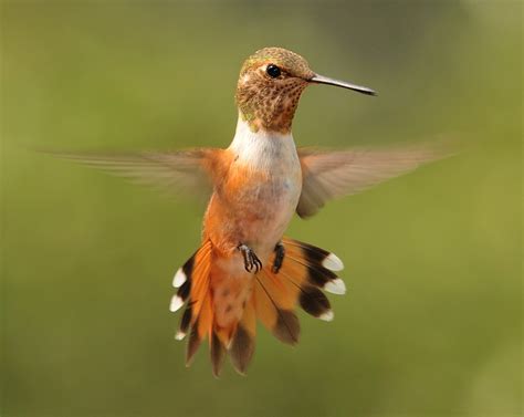 Arizona Hummingbirds Wildlifephotography