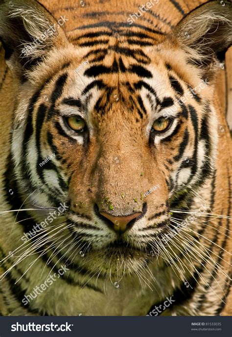 Closeup Head Shot Royal Bengal Tiger Stock Photo 81533035 Shutterstock