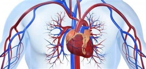 عدل عائلته تزوج عزة الدوري من خمس نساء.وله من الأبناء:11ولد 13بنت. بحث عن الجهاز الدوري كامل | ملزمتي