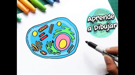 Como Dibujar la Celula Animal sin nombres | Dibustrador Studio - YouTube