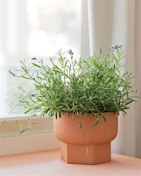 How to Grow Lavender Indoors | Growing lavender, Growing lavender indoors, Indoor lavender plant