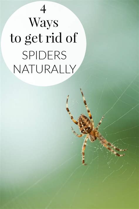 Spiders can help control another annoying pest shockingly, spiders control disease GET RID OF SPIDERS NATURALLY | Get rid of spiders, Spider ...