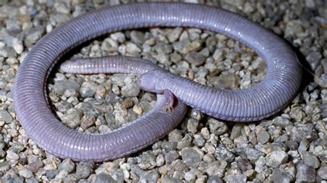 Cryptolacerta And The Rise Of The Worm Lizards