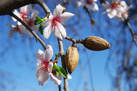 Almond Tree Growing Care And Havesting Tips