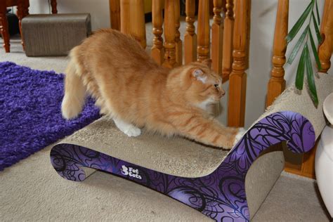 Scratching as mentioned earlier is very important psychological. Pin on CATS ON CAT SCRATCH FURNITURE