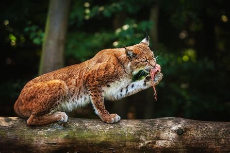 Lynx Full HD Wallpaper and Background | 2048x1365 | ID:329474