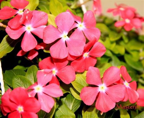 Bunga rosela mengandung beberapa vitamin di antaranya adalah vitamin c, vitamin b3 (niasin), vitamin b9 (folat). PELITA KABAD: VINCA....TANAMAN HIASAN YANG SENANG DAN ...