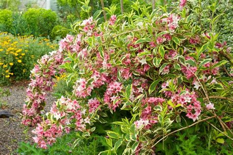 How To Grow And Care For Weigela Bushes Garden Design
