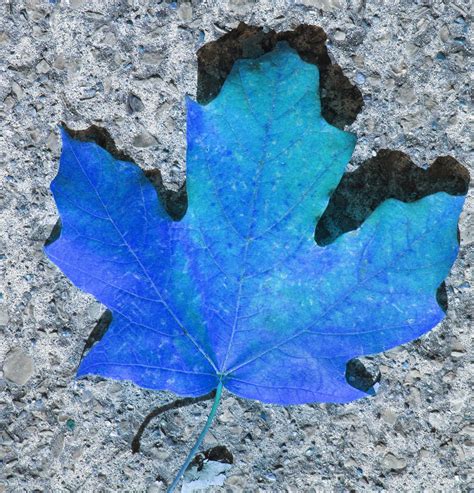 Blue Autumn Leaf Theluckycowgirlfall Fall Design Plant Leaves