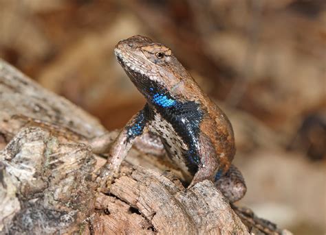 Are Blue Belly Lizards Poisonous Fact Or Myth Reptile Behavior