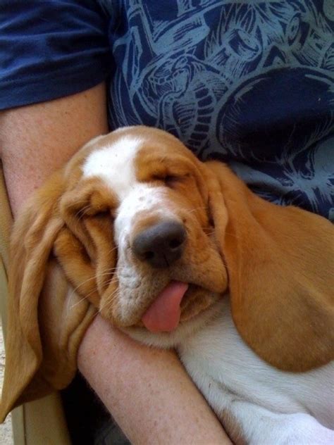 16 Reasons Basset Hounds Are Not The Friendly Dogs Everyone Says They Are