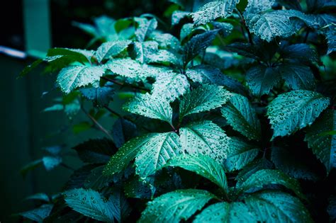 Wann soll man hortensien schneiden? Wilder Wein pflegen » Gießen, Düngen, Schneiden und mehr
