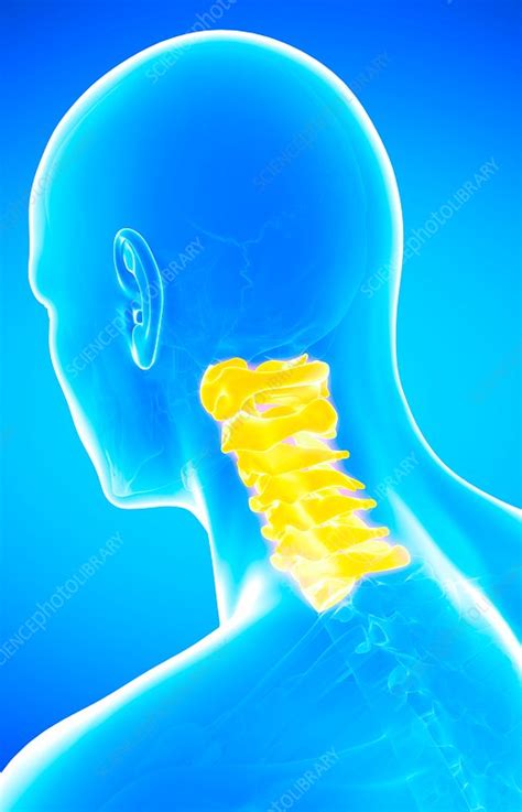 Human Cervical Spine Illustration Stock Image F0207953 Science