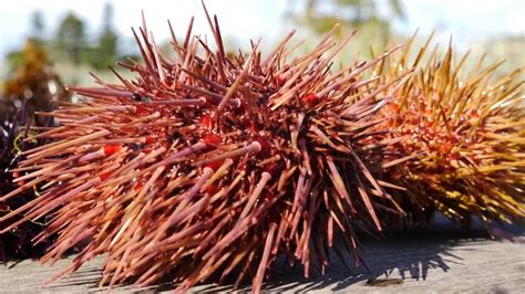 Scientists Want To Help Solve Invasive Sea Urchin Problem By Eating
