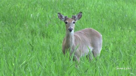Whats The Gestation Period For Whitetail Deer