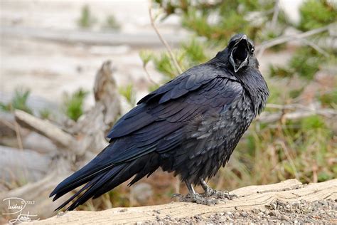 Roaring Raven By Deeotter On Deviantart Raven Pictures Raven Black Bird